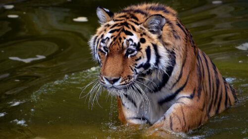 Tiger, Face, Predator HD Wallpapers Free Download