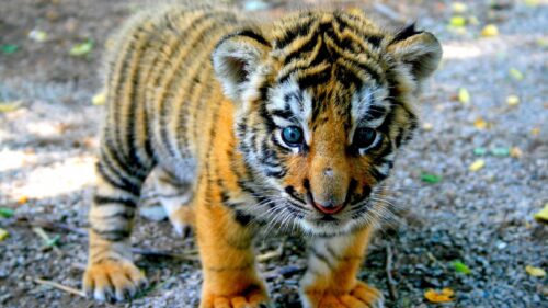 Tiger, Look, Kid HD Wallpapers Free Download