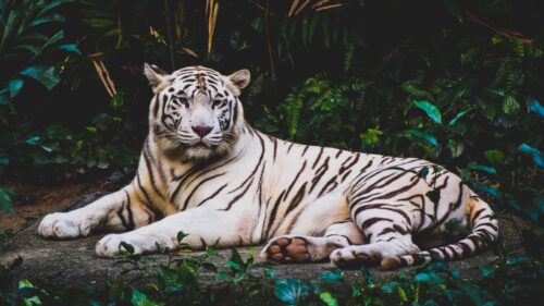 Tiger, Lying, White, Predator HD Wallpapers Free Download