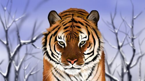 Tiger Predator, Big Cat HD Wallpapers Free Download