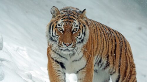 Tiger, Predator, Big Cat, Snow HD Wallpapers Free Download