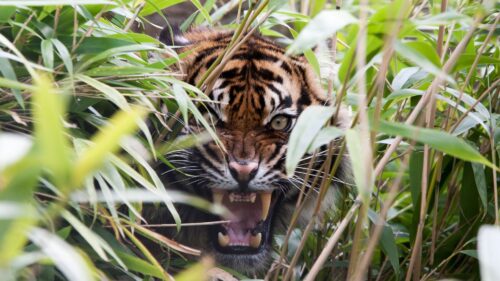 Tiger, Predator, Grass HD Wallpapers Free Download