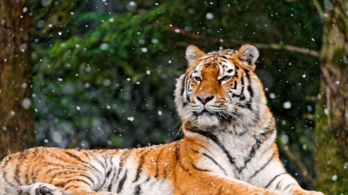 Tiger, Predator, Lying, Snow HD Wallpapers Free Download