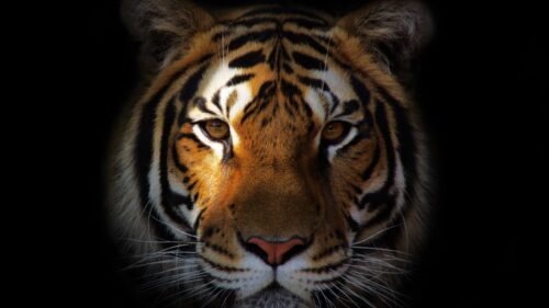 Tiger, Predator, Snout, Shadow HD Wallpapers Free Download