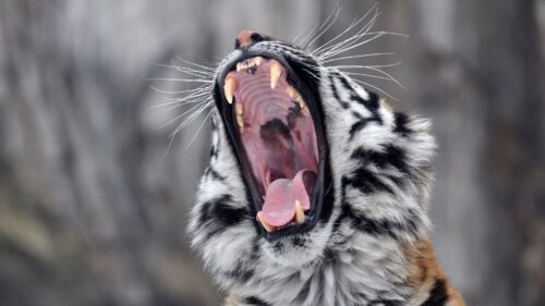Tiger, Snout, Aggression HD Wallpapers Free Download