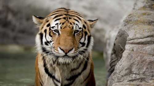 Tiger, Stone, Big Cat HD Wallpapers Free Download