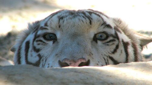 Tiger, Stone, Predator HD Wallpapers Free Download