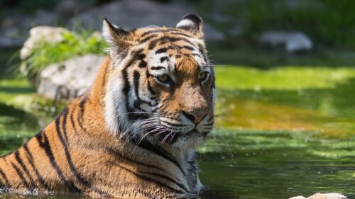 Tiger, Swim, Predator HD Wallpapers Free Download