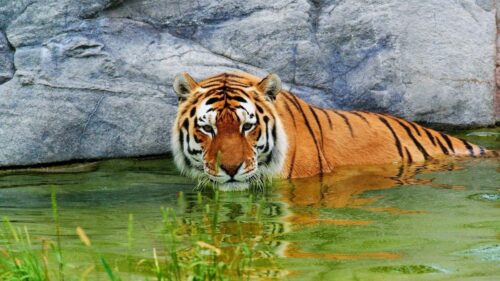 Tiger, Water, Rest HD Wallpapers Free Download