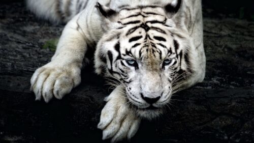 Tiger, White Tiger, Predator HD Wallpapers Free Download