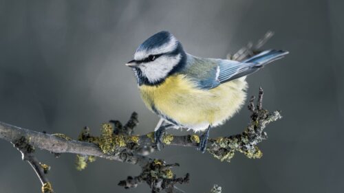 Tit, Bird, Branch HD Wallpapers Free Download