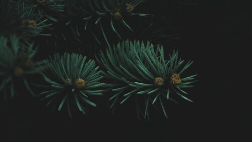 Tree, Branch, Needles Wallpapers Free Download