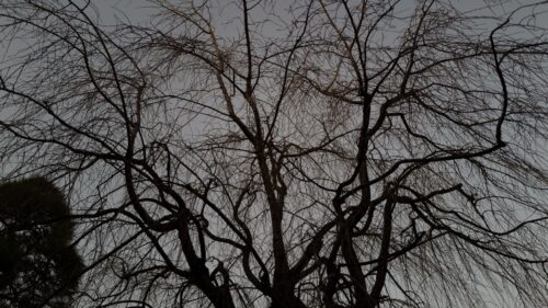 Tree, Branches, Dark Wallpapers Free Download