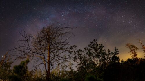 Tree, Branches, Night Wallpapers Free Download