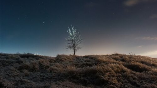 Tree, Field, Night Wallpapers Free Download