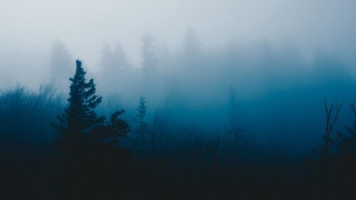 Tree, Fog, Grass Wallpapers Free Download