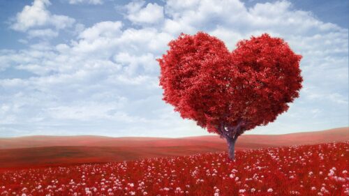 Tree, Heart, Photoshop, Field Wallpapers Free Download