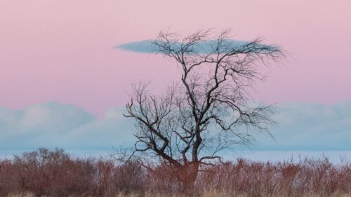 Tree, Horizon, Minimalism Wallpapers Free Download