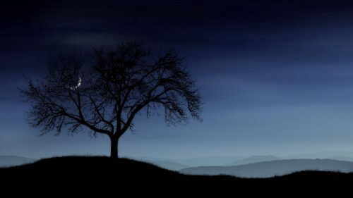 Tree, Night, Lonely, Silhouette Wallpapers Free Download