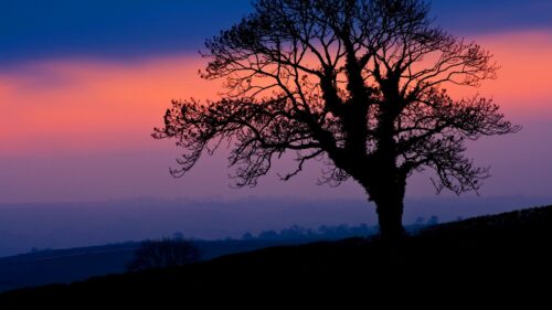 Tree, Silhouette, Dusk Wallpapers Free Download