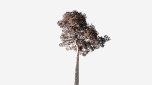Tree, Sky, Minimalism Wallpapers Free Download