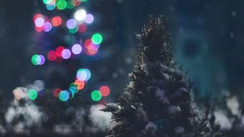 Tree, Snow, Lights Wallpapers Free Download (2)