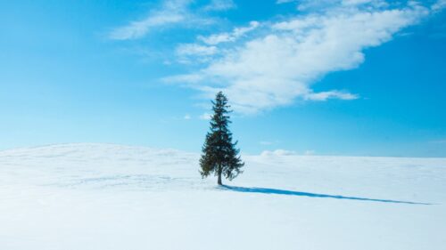 Tree, Snow, Winter Wallpapers Free Download (1)