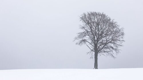 Tree, Snow, Winter Wallpapers Free Download (2)