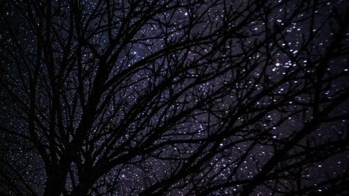 Tree, Starry, Sky, Dark Wallpapers Free Download