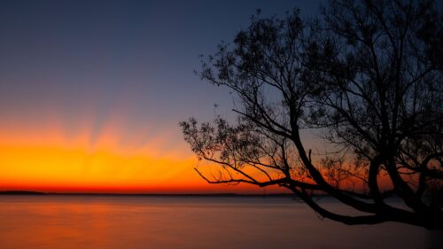 Tree, Sunset, Dark Wallpapers Free Download