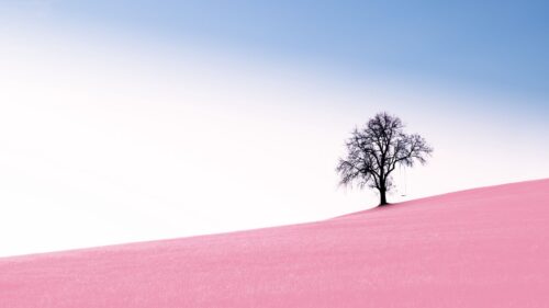Tree, Swing, Slope Wallpapers Free Download