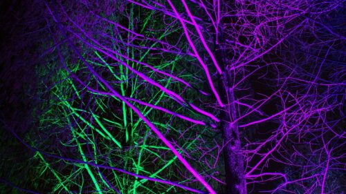 Trees, Backlight, Neon Wallpapers Free Download