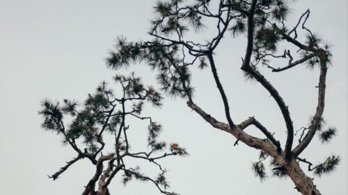 Trees, Conifer, Plants Wallpapers Free Download