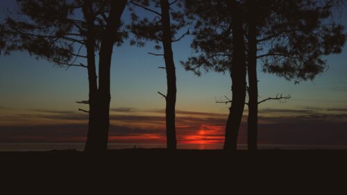 Trees, Dark, Twilight Wallpapers Free Download