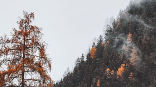 Trees, Forest, Mountain Wallpapers Free Download