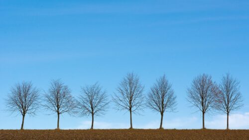 Trees, Minimalism Wallpapers Free Download