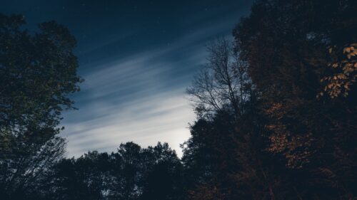 Trees, Night, Sky Wallpapers Free Download