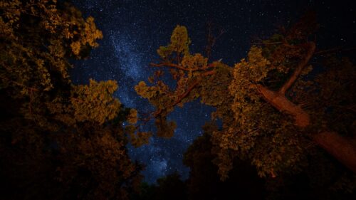 Trees, Night, Starry, Sky Wallpapers Free Download