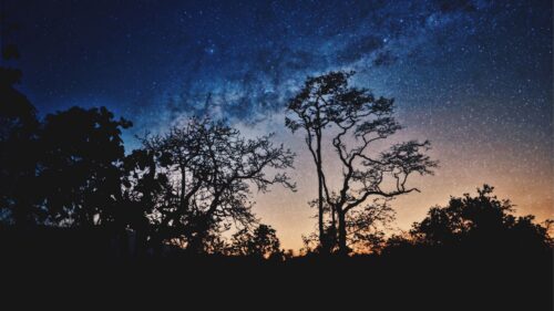 Trees, Night, Stars, Sky Wallpapers Free Download
