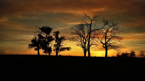 Trees, Shade, Dark, Background Wallpapers Free Download