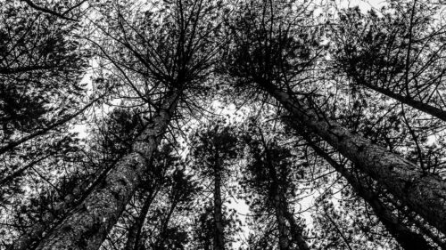 Trees, Sky, BW Wallpapers Free Download