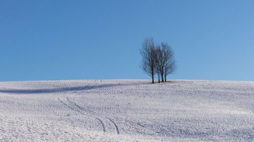 Trees, Snow, Horizon Wallpapers Free Download