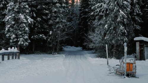 Trees, Snow, Road Wallpapers Free Download