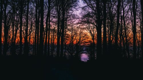 Trees, Sunset, Sky, Branches Wallpapers Free Download