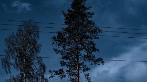 Trees, Wires, Clouds Wallpapers Free Download