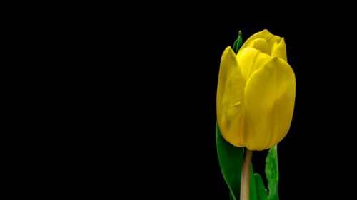 Tulip, Flower, Yellow Wallpapers Free Download