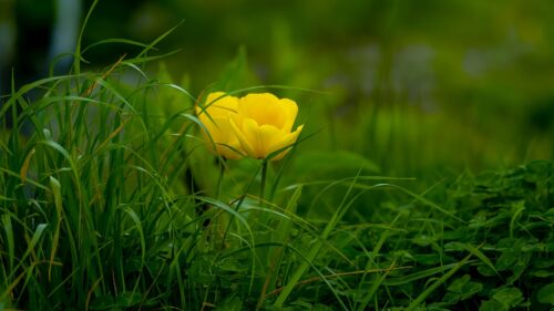Tulip, Grass, Flower Wallpapers Free Download