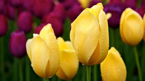 Tulips, Buds, Drops, Different Wallpapers Free Download