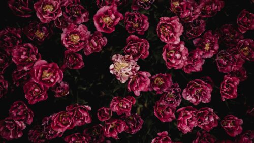 Tulips, Flower, Bed, Flowering Wallpapers Free Download