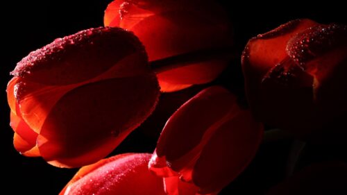 Tulips, Flowers, Shade, Drops Wallpapers Free Download